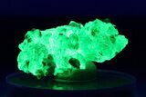 Extremely Fluorescent Botryoidal Hyalite Opal - Nambia #283790-1
